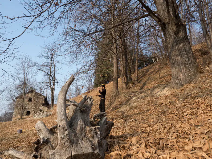 Lavoro in un castagneto di montagna