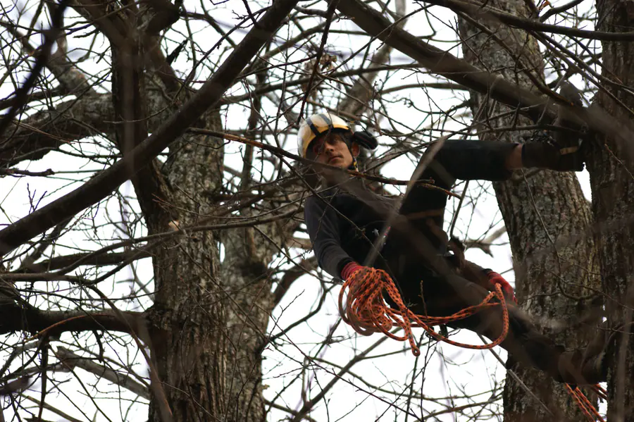 Potatura di una quercia in tree climbing