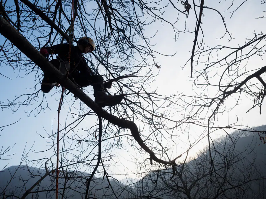 In cima all’albero, tra i monti